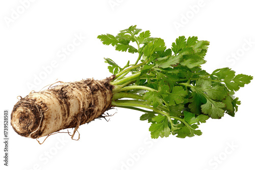 Close-up photograph showcases a parsnip root vegetable with vibrant green leafy tops, on a solid black backdrop