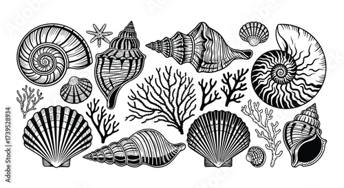 Vector illustration of detailed illustration of various seashells, coral branches, and starfish