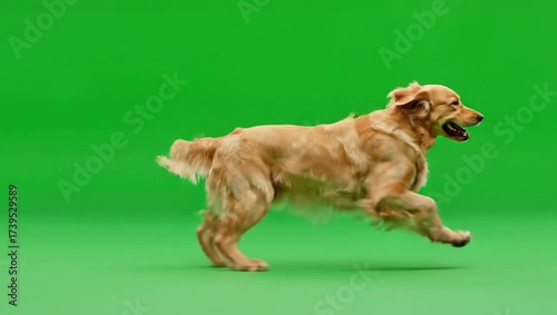 Golden Retriever Running on Green Screen A Vibrant and Energetic Display of Canine Motion