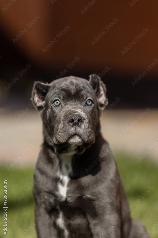 Fototapeta premium Italian cane Corso puppy 