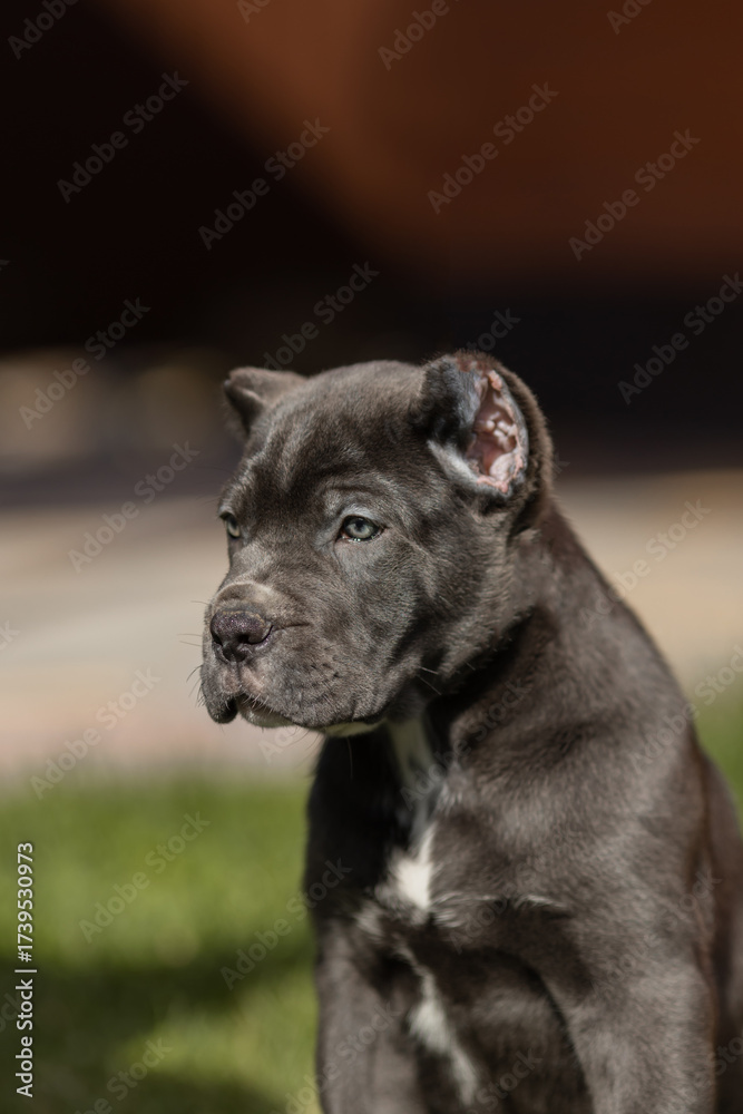 Fototapeta premium Italian cane Corso puppy 