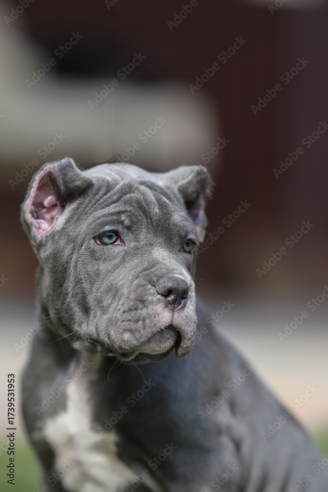Fototapeta premium Italian cane Corso puppy 