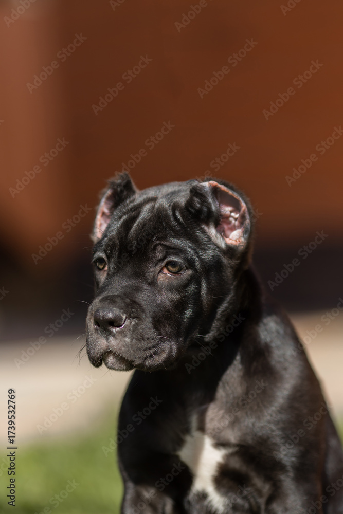 Fototapeta premium Italian cane Corso puppy