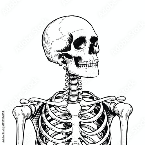 Detailed Sketch of Human Skeleton Torso and Skull bones