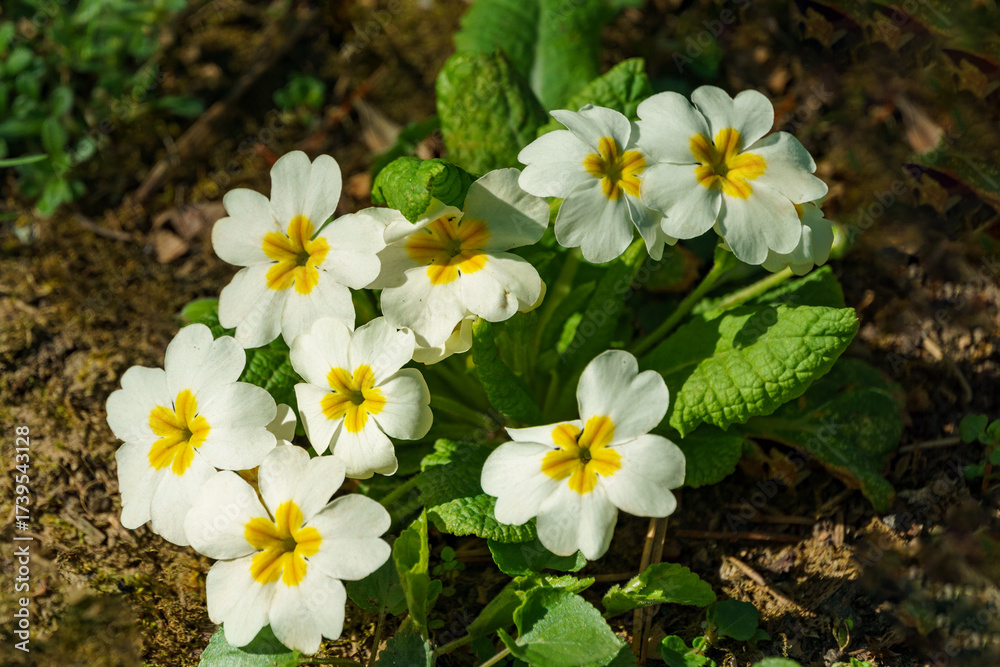 Obraz premium Close-up of white flowers of forest Common Primrose (Primula acaulis or primula vulgaris). Spring concept of waking nature. Selective focus.
