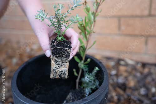 transplanting plants, flower roots, gardener 