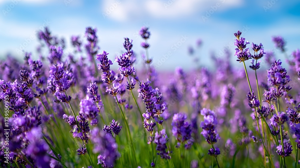 Naklejka premium Vivid photograph captures a field of vibrant purple flowers in full bloom, illuminated by soft sunlight against a backdrop of a bright blue sky with wispy white clouds, creating a tranquil and...