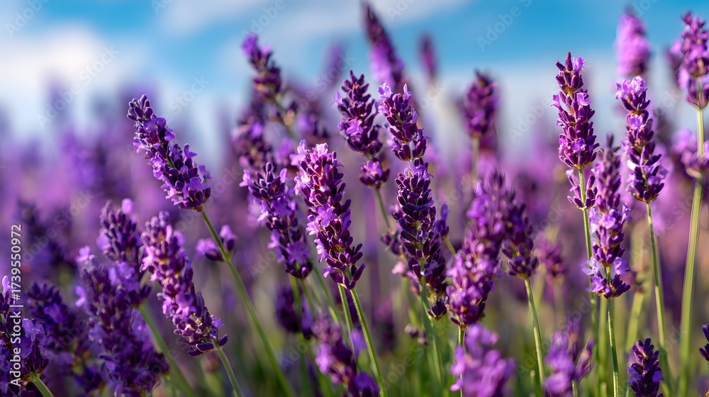 Obraz premium Vibrant purple lavender flowers bloom in a field, bathed in sunlight with a soft focus effect in the background, creating a sense of tranquility and natural beauty.