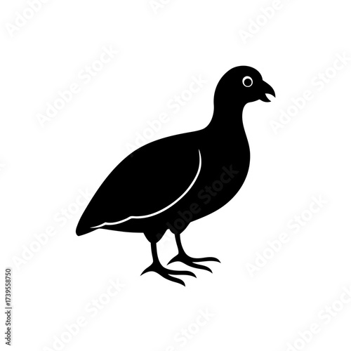 Illustration of a black bird with a small beak standing on the ground in a simple silhouette style on transparent background