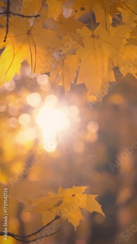 Close up of vibrant autumn leaves illuminated by warm sunlight in a serene forest. This peaceful scene captures the essence of a gentle afternoon, showcasing nature's beauty