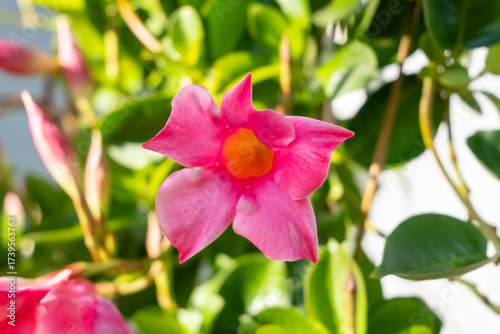 A pink flower with a yellow center is in a green bush