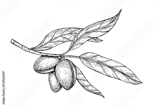 Almond branch with ripe pods and leaves vector isolated illustration. Hand drawn monochrome plants with edible healthy nuts vintage engraving. For organic food packaging, greeting cards