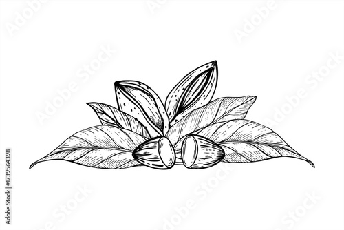 Monochrome almond nuts among leaves vector composition painted by black inks. Peeled edible kernel an nut in shell realistic graphic sketch. Healthy snack for health food packaging, culinary blogs