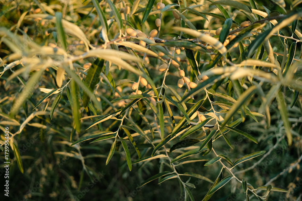 Obraz premium Close-up of oleaster (Elaeagnus), detailed plant shot with natural texture