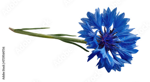 Close-up of a vibrant blue cornflower, its delicate petals radiating beauty, isolated on black