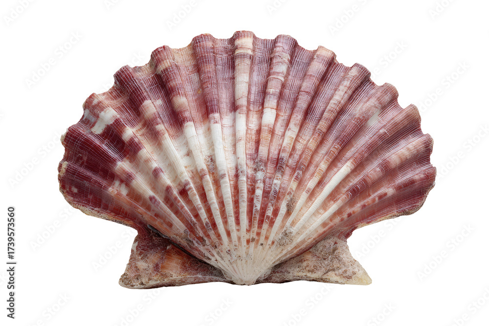 Obraz premium A detailed view of a seashell, showing its intricate patterns, colors, and texture