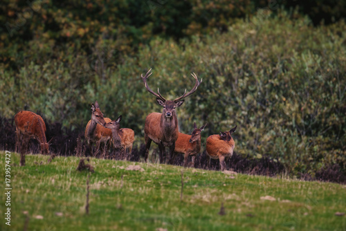 Majestic Red Deer Stag with Herd in Natural Habitat