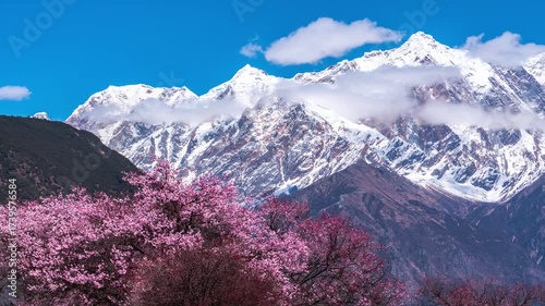 Namcha Barwa Peak with Cherry Blossoms - Famous Himalayan Mountain Landscape with Pink Flowers and Snow-Capped Summit