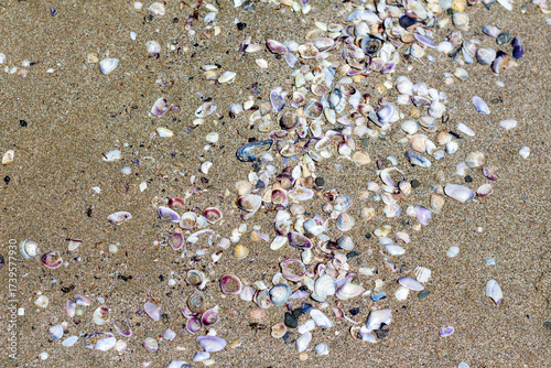 Sea sand with shells on a sunny day on the beach
