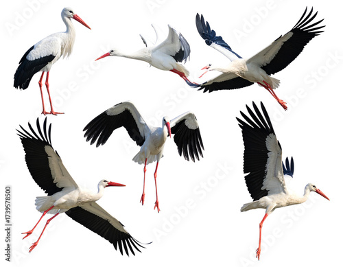 Elegant White Storks in Graceful Poses Isolated Transparent Background.