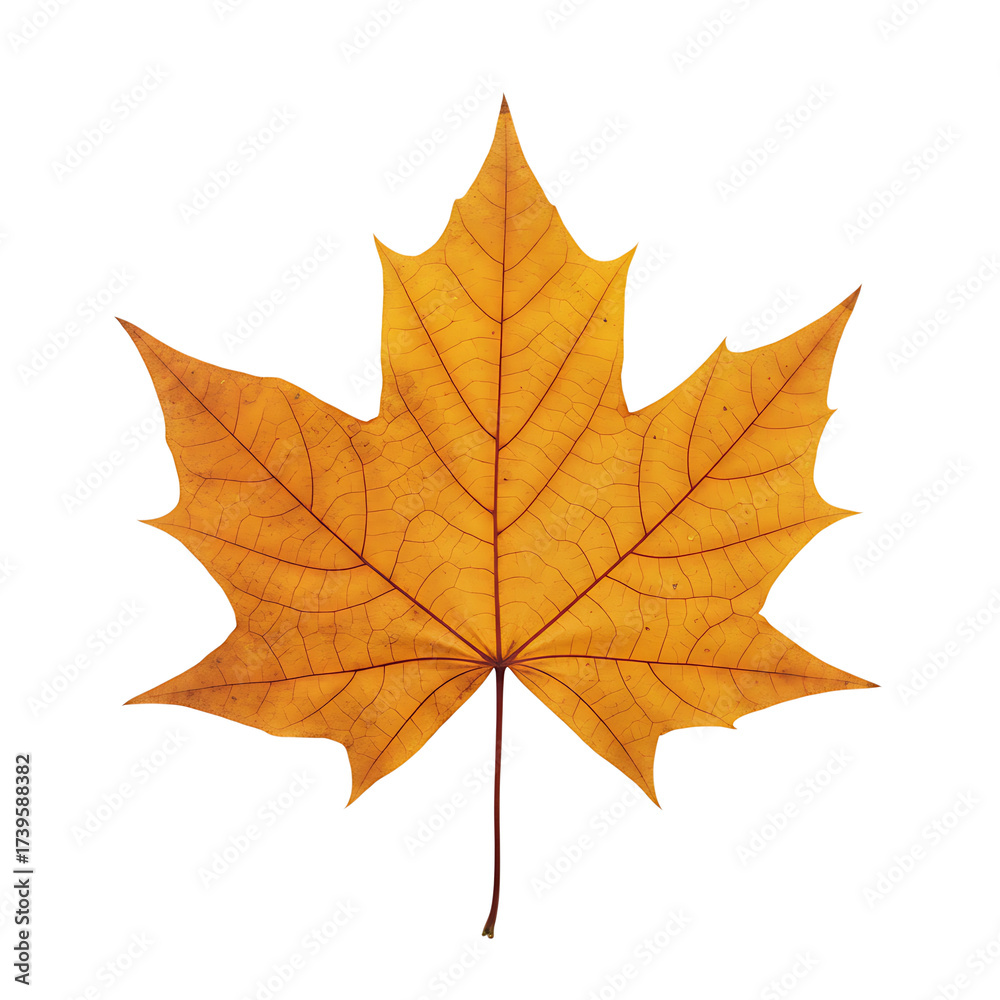 Obraz premium Orange maple leaf isolated on white background 
