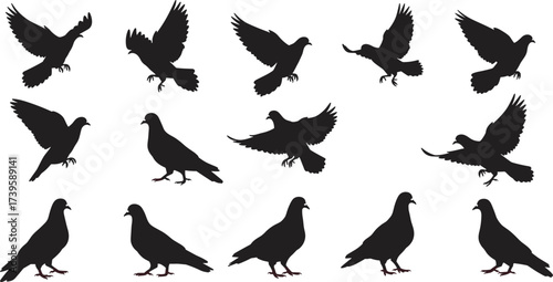 Pigeon silhouette set, flying birds, standing pigeons, bird flight poses, urban wildlife, black vector illustration, avian design, animal shapes, flat vector
