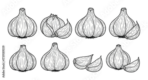 Hand drawn artistic collection of fresh garlic bulbs and cloves for culinary design vector