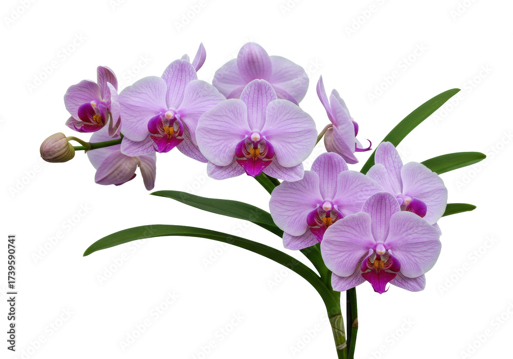 Obraz premium Elegant light purple orchid flowers isolated on transparent PNG, delicate floral design element for wedding invitations and botanical projects