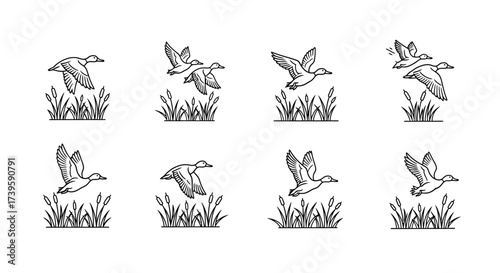 Eight hand drawn sketch style mallard ducks in flight over reeds vector