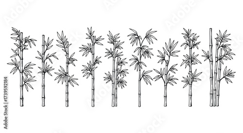 Serene bamboo grove artful branches and stems minimalist nature aesthetic vector