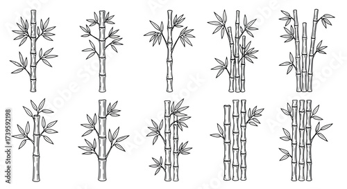 Delicate sketch drawings of bamboo stalks and leaves for nature art and design vector