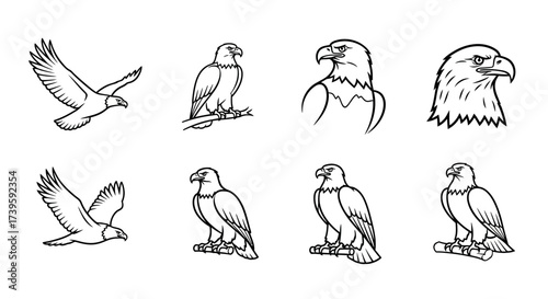 Collection of hand-drawn sketches of majestic birds of prey in flight and perched vector
