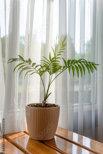 A potted plant by the window. Indoor plant in the interior.