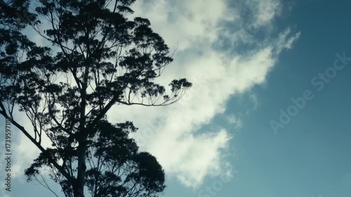 Looking up at the silhouette of a tree against fast moving clouds