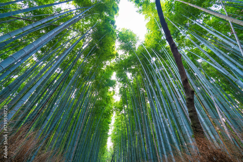 Bamboo forest in Arashiyama near Kyoto.Japan