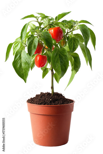 A potted pepper plant with bright red, round fruit against a transparent black background