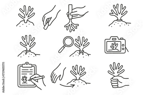 Coral Transplant Icons. Line style icons of coral transplanting process: selecting fragments, attaching coral, positioning on reef