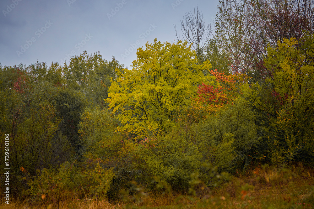 Fototapeta premium autumn landscape on a rainy day with colorful trees