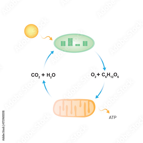 Photorespiration Process Science Design. Vector Illustration.