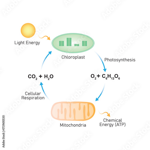 Photorespiration Process Science Design. Vector Illustration.