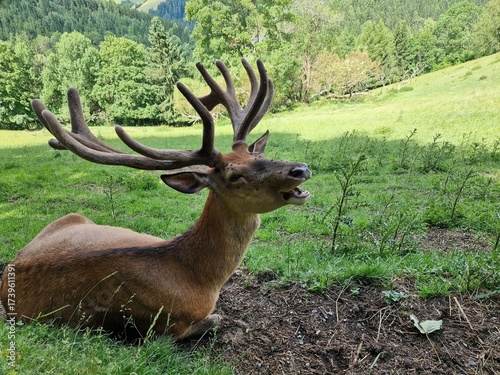 Röhrend Hirsch in der Brunft