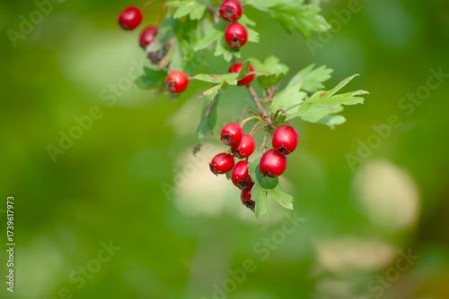 Wallpaper Mural Autumn harvest of hawthorn berries in natural light Torontodigital.ca