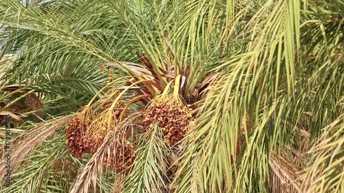 Date palm tree branches with clusters of ripe dates