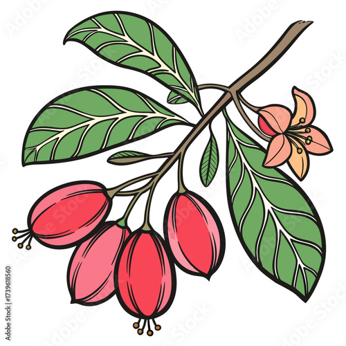 branch with miracle fruit