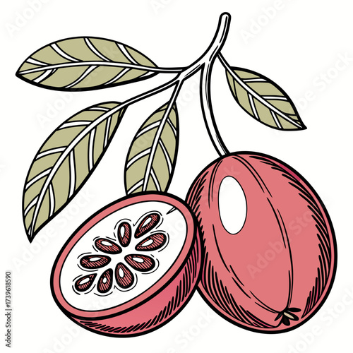 miracle fruit with leaves