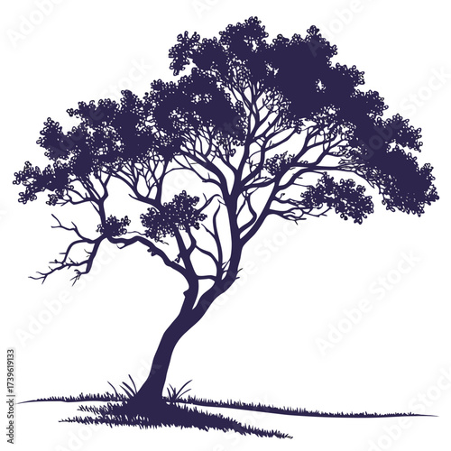 mexican plum tree on white background 
