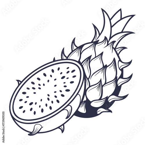 mexican pitahaya vector