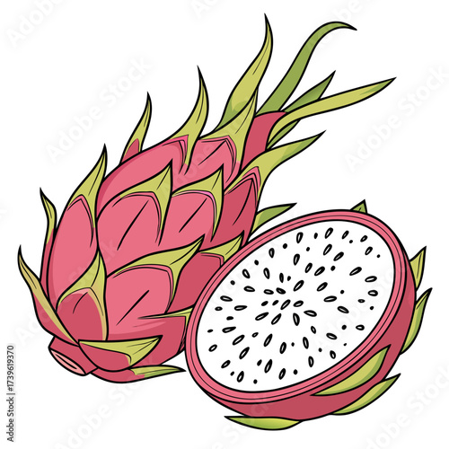 mexican pitahaya vector