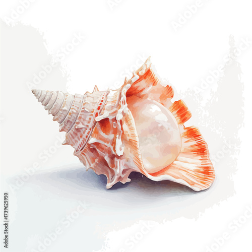 Seashell, watercolor vector, isolated on a white background.