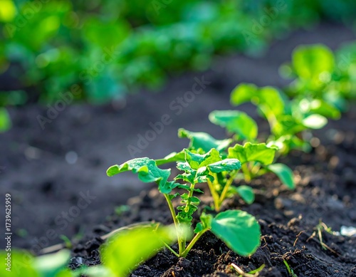 Young radish sprouts in a sunny garden bed